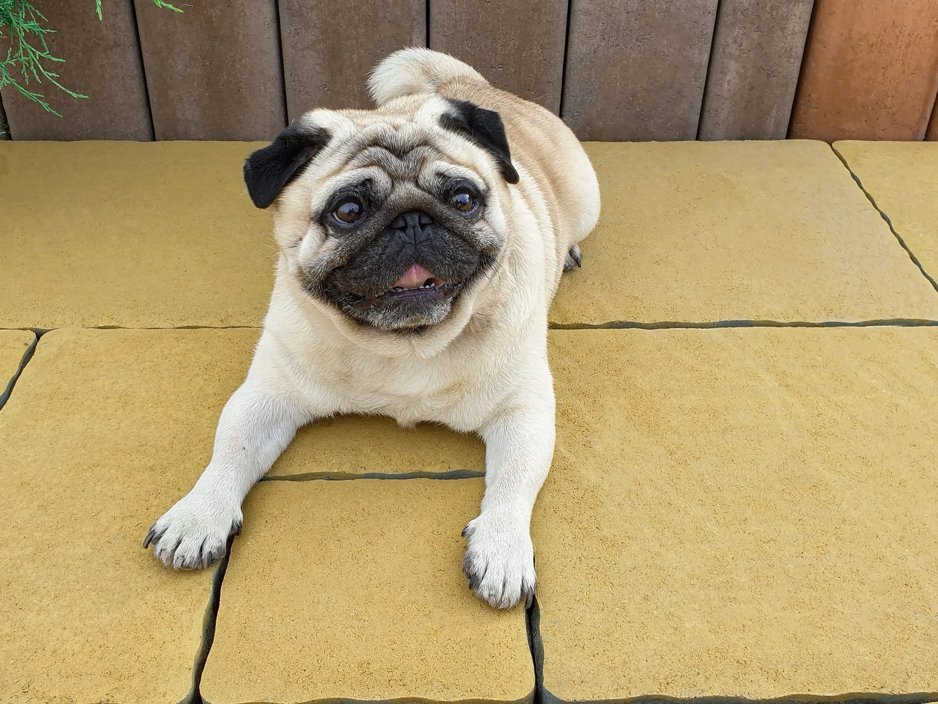 Ренесанс колір: Жовтий - фото 5