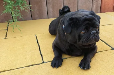 Ренессанс цвет: Желтый