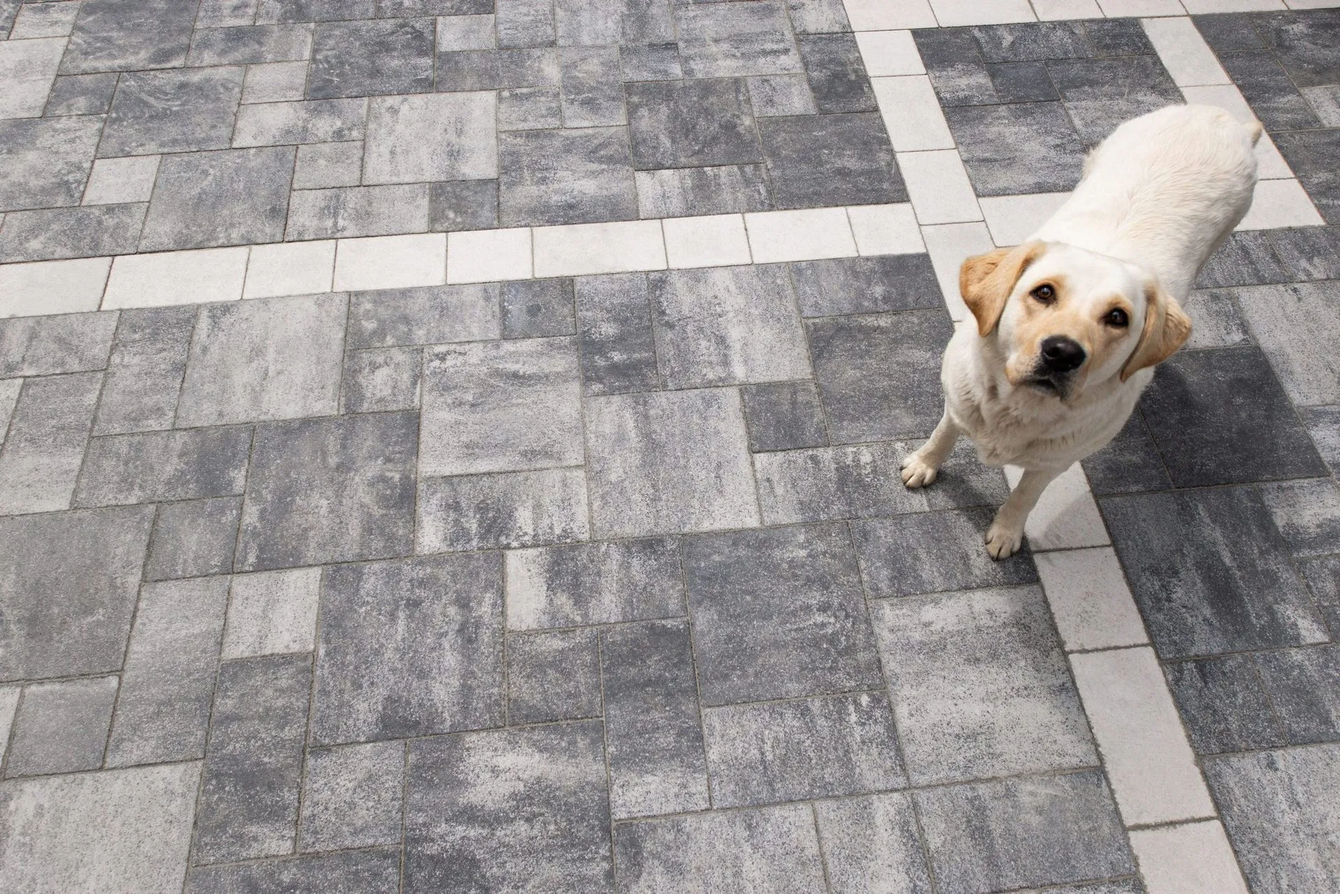 Рокко цвет: Хром - фото 6